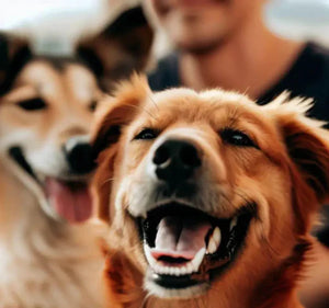 50+ Dog Dad Jokes That Would Make A Dog Parent Ruff-Out-Loud!