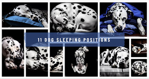 The Language of Sleep: Exploring Dog Sleeping Positions & What They Mean