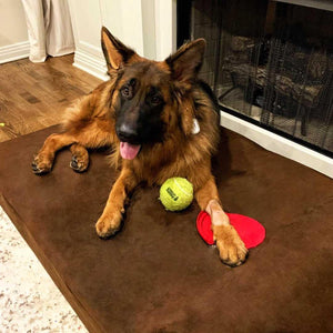 Barker Beds Orthopedic Dog Bed - 7" Pillow Top XL Size (52 X 36 X 11) - Luxury Washable Large Dog Bed with Headrest - Memory Foam Mattress for Big Dogs (Chocolate)