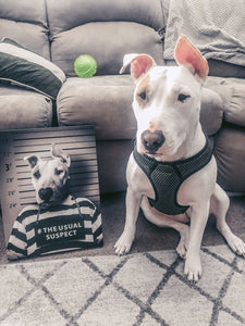 A Fist Of It - Steampunk, Victorian Era Inspired Custom Pet Portrait Canvas