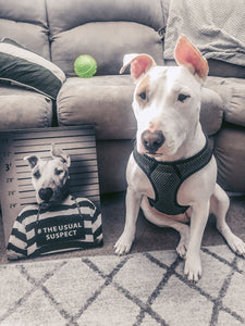 To The Moon - Frank Sinatra & Singer Inspired Custom Pet Portrait Canvas